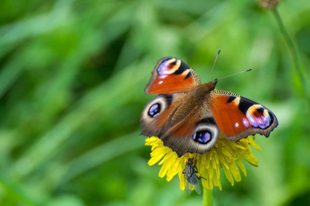 Ein Sommerflirt