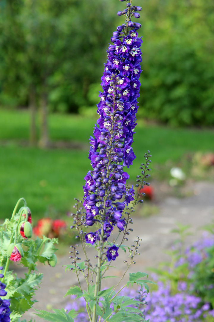 Ein Sommergarten in Köln