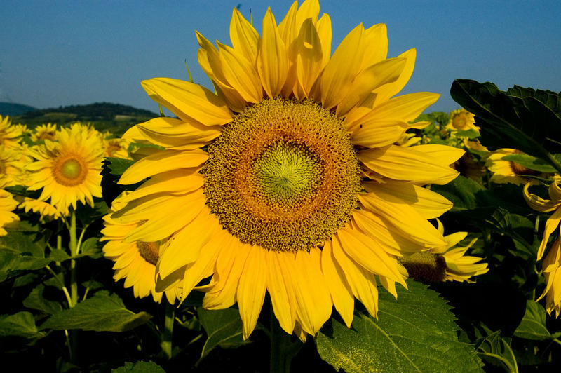 Ein Sommergruß