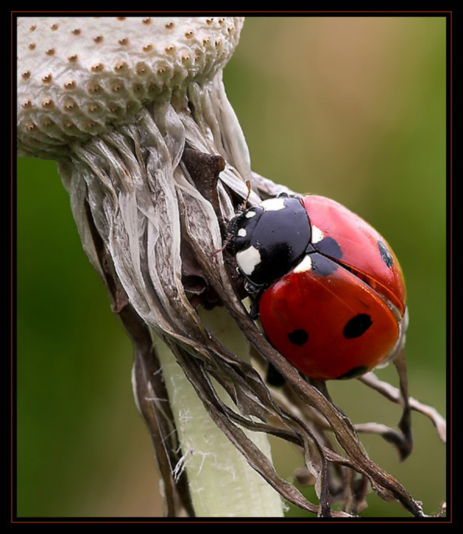 Ein Sommergruss