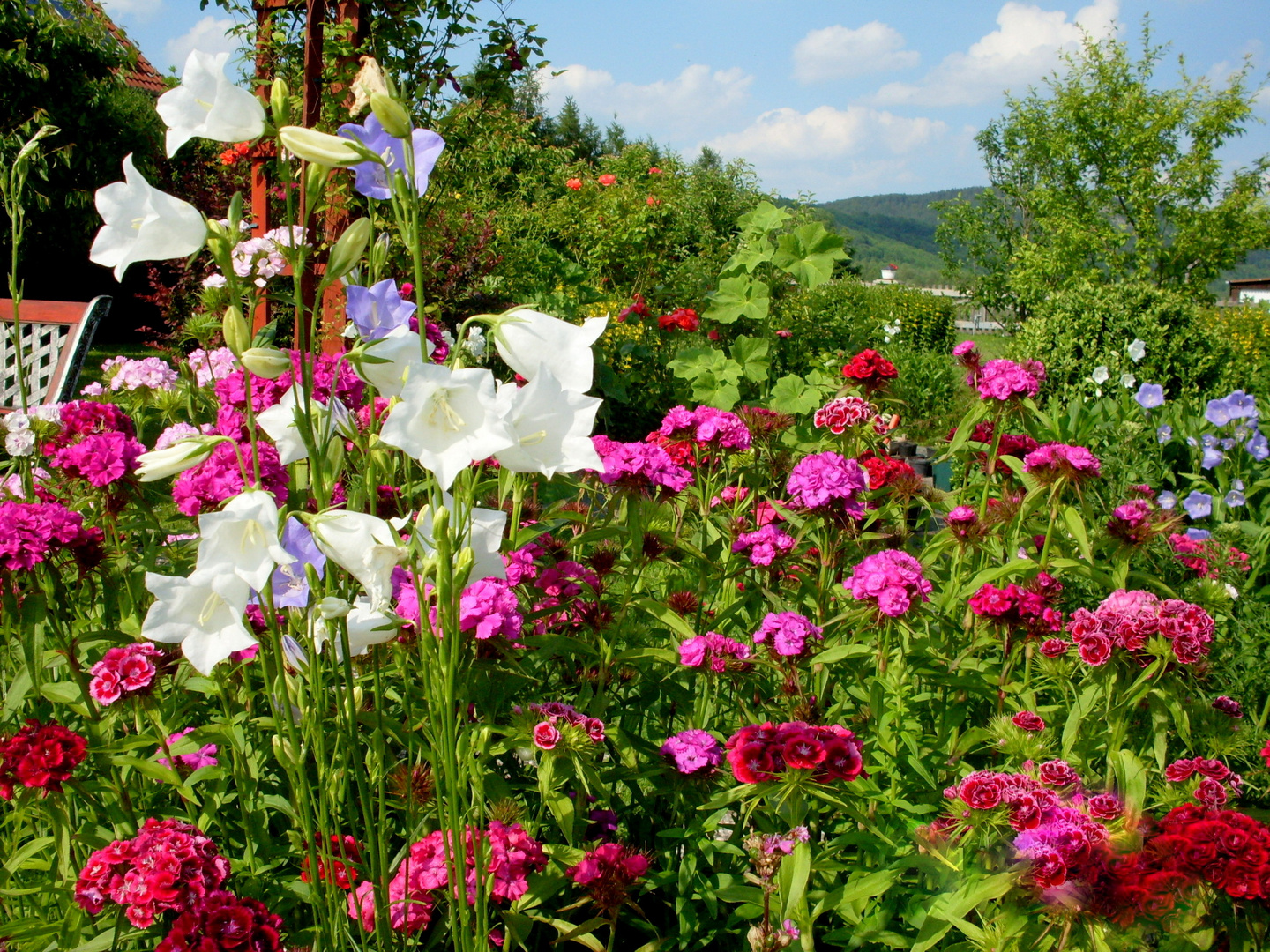 Ein Sommergruß aus Wanfried Heldra aus dem Garten von Kunstcarlo