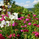 Ein Sommergruß aus Wanfried Heldra aus dem Garten von Kunstcarlo