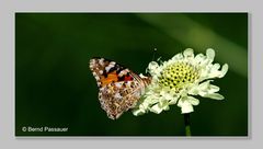 Ein Sommergruß_3
