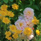 Ein sommerlicher Gruß aus einem wilden Garten