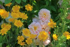 Ein sommerlicher Gruß aus einem wilden Garten