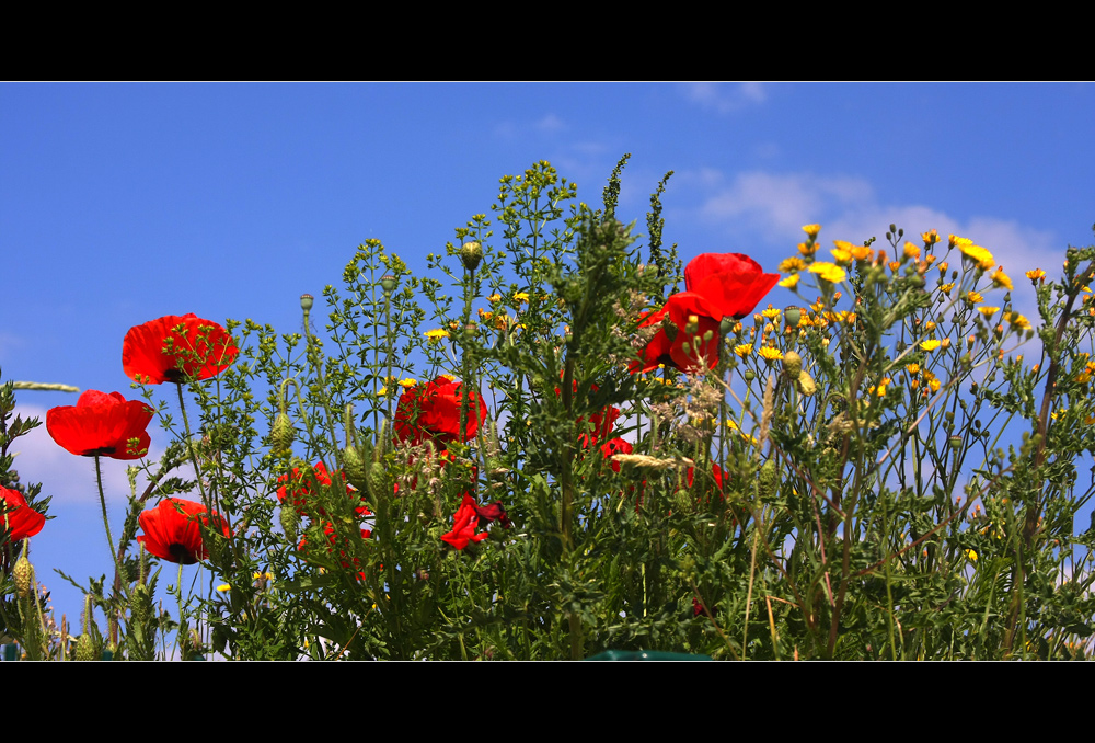 ein sommerlicher Gruss