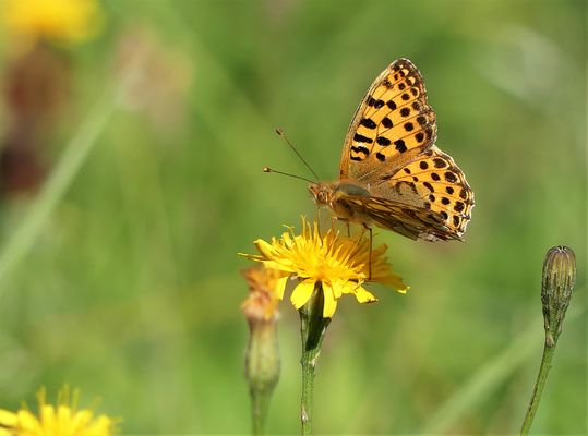 Ein sommerlicher Gruß vom September