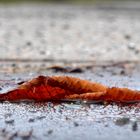 Ein Sommermärchen geht zu Ende