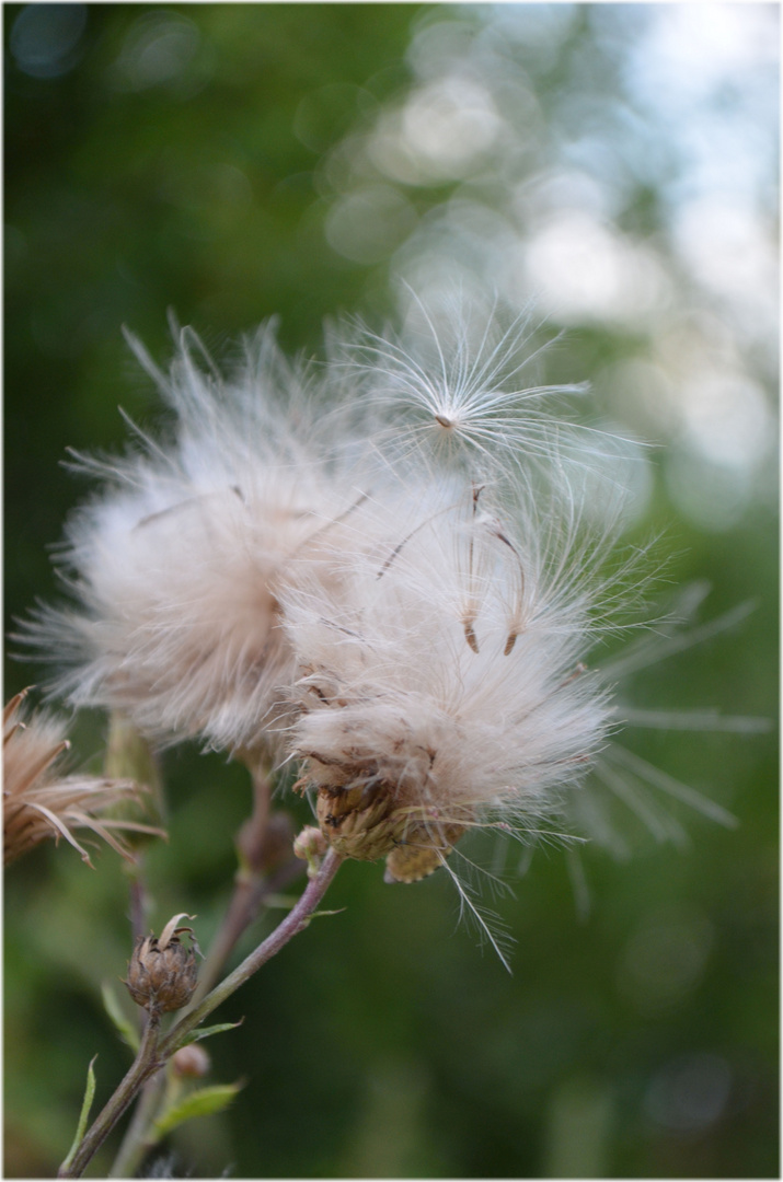 ein Sommermoment