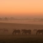 Ein Sommermorgen