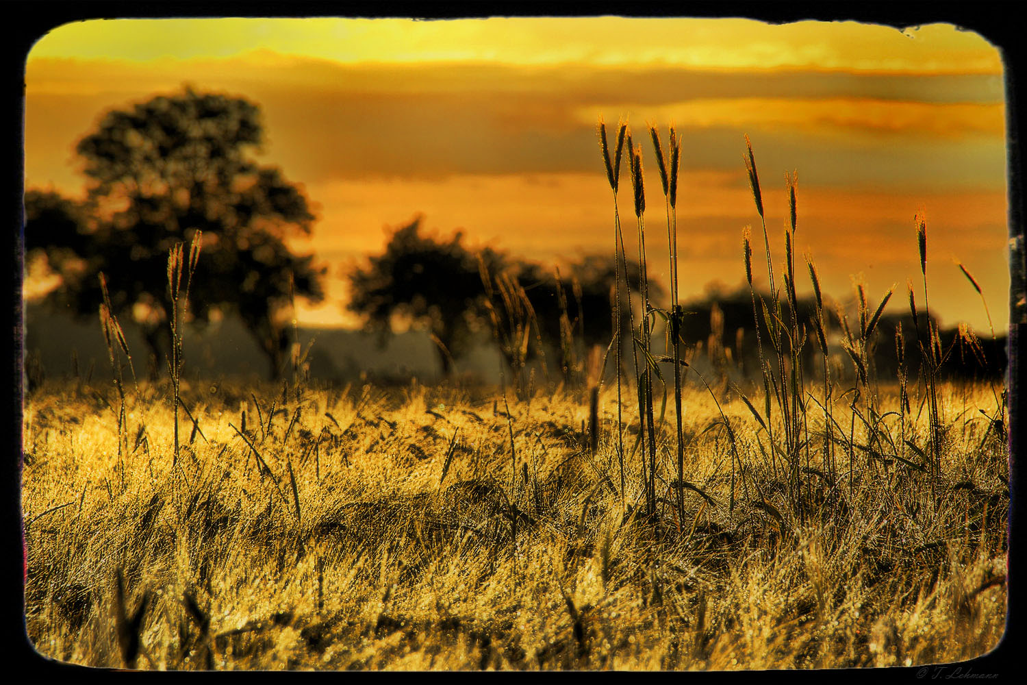 Ein Sommermorgen 2012