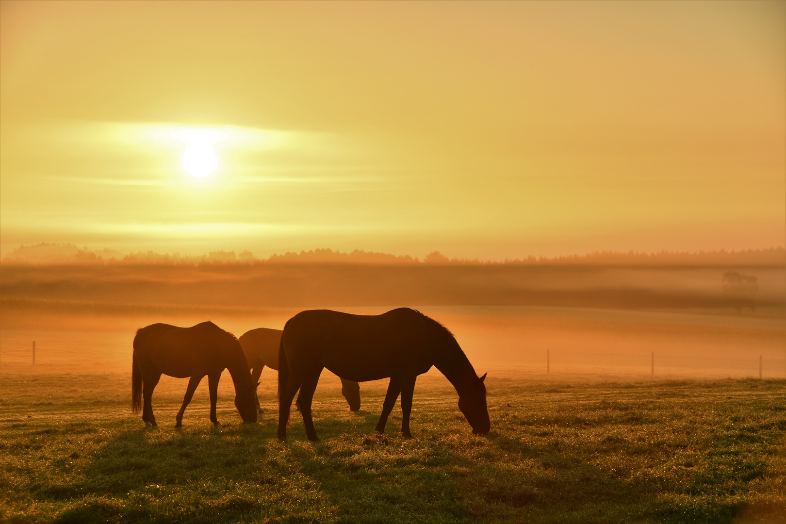 Ein Sommermorgen