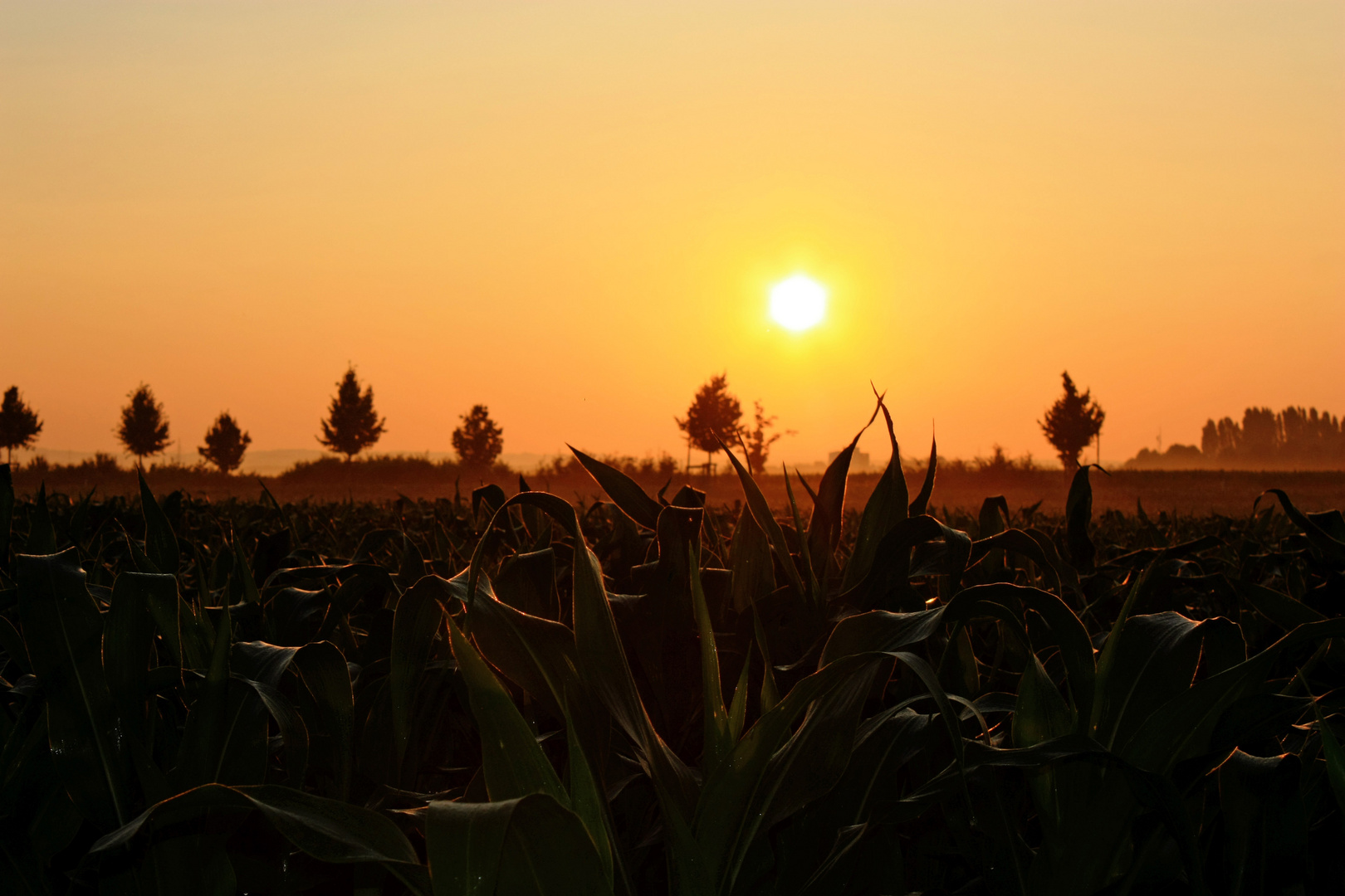 Ein Sommermorgen