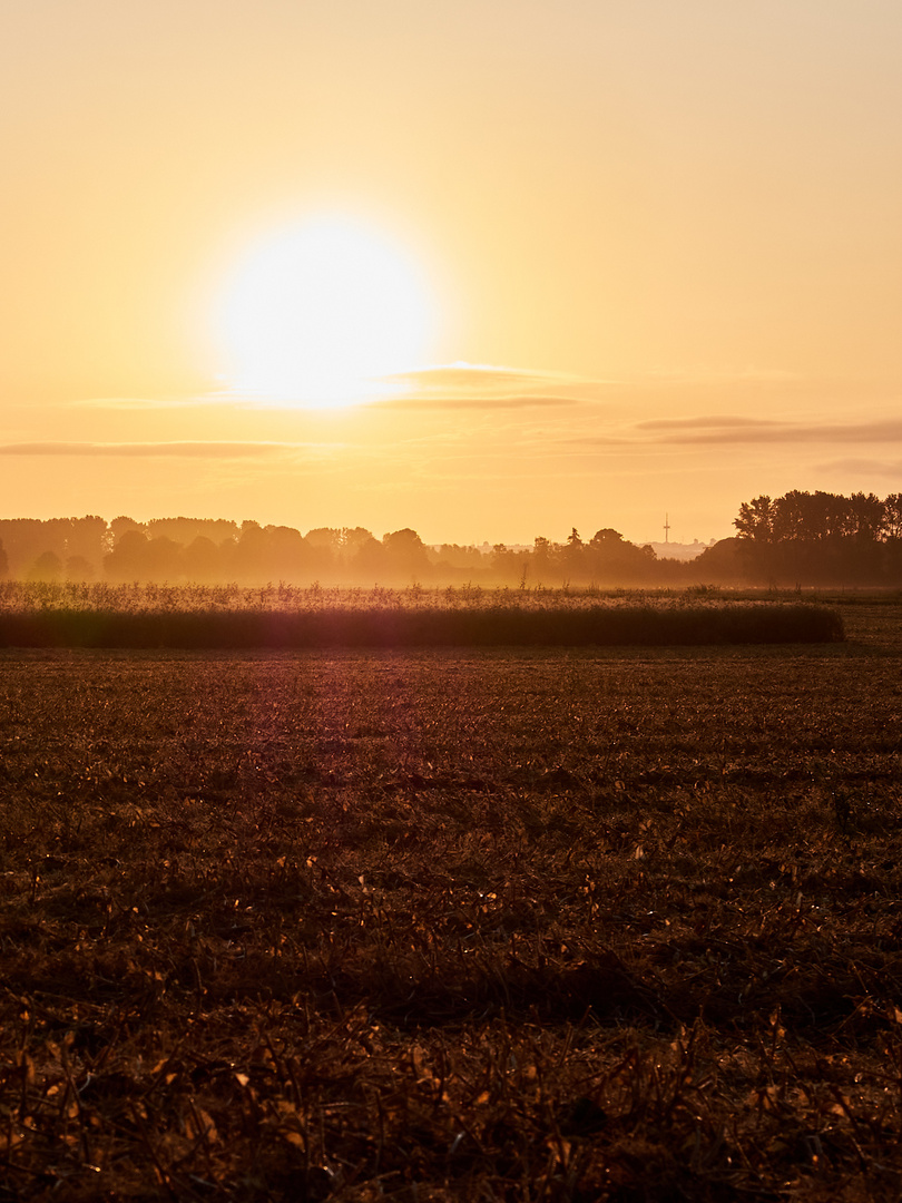 Ein Sommermorgen am Worringer Bruch