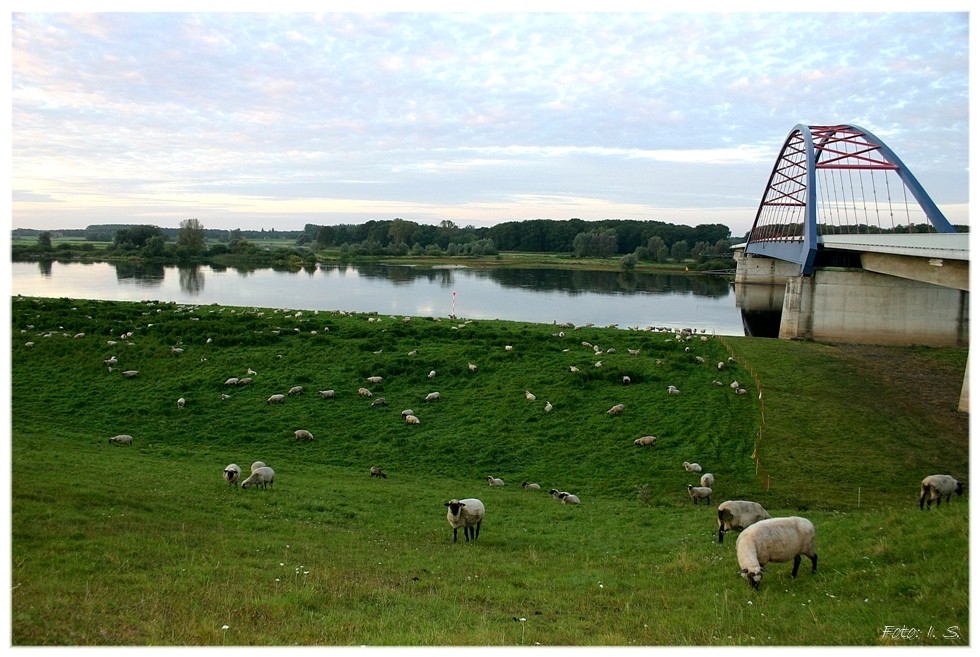 Ein Sommermorgen an der Elbe