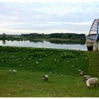 Ein Sommermorgen an der Elbe