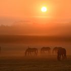 Ein Sommermorgen auf dem Land