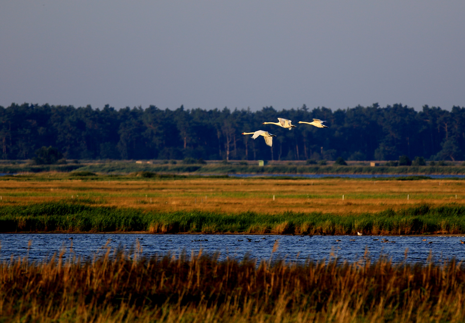 Ein Sommermorgen auf Zingst