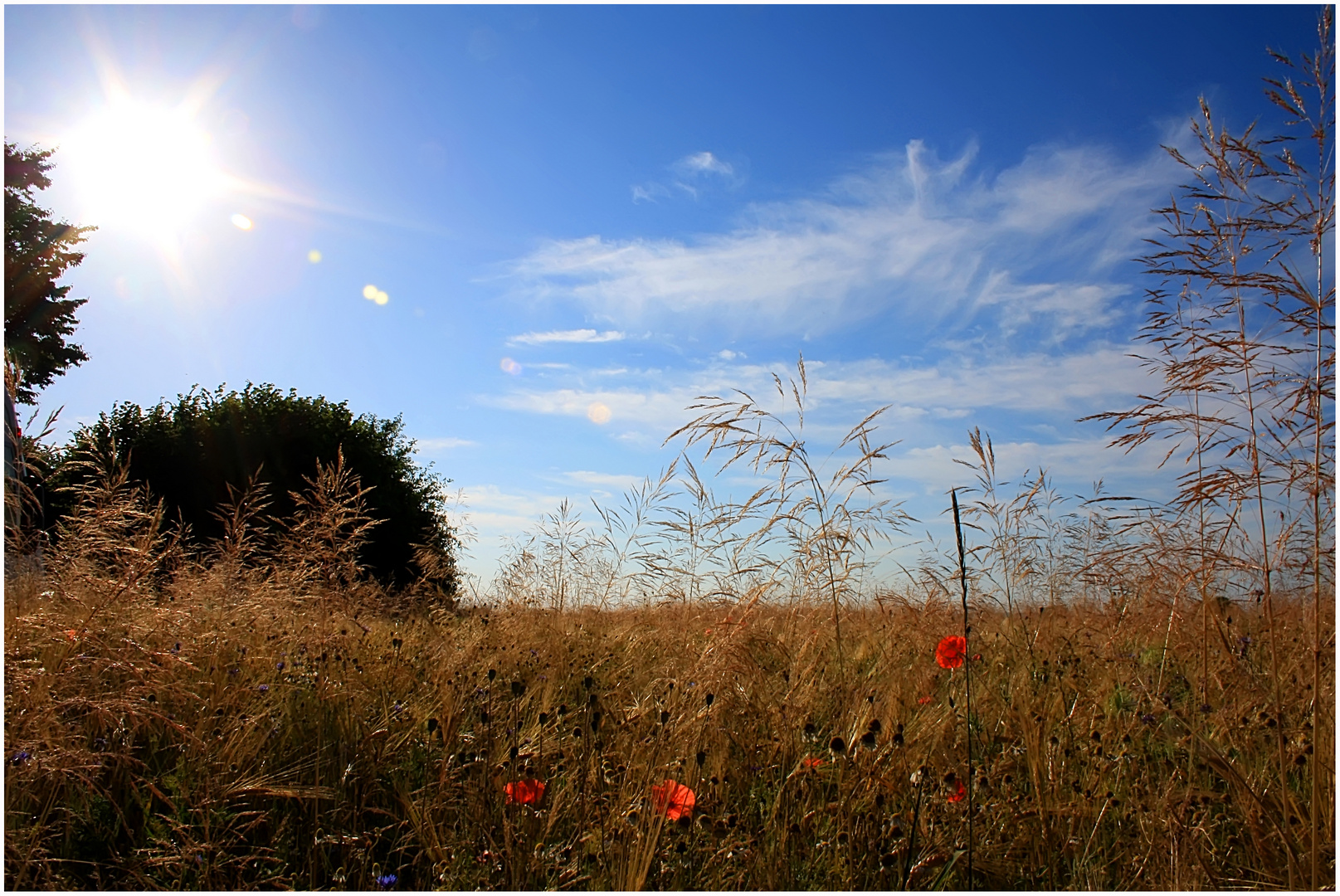 Ein Sommermorgen