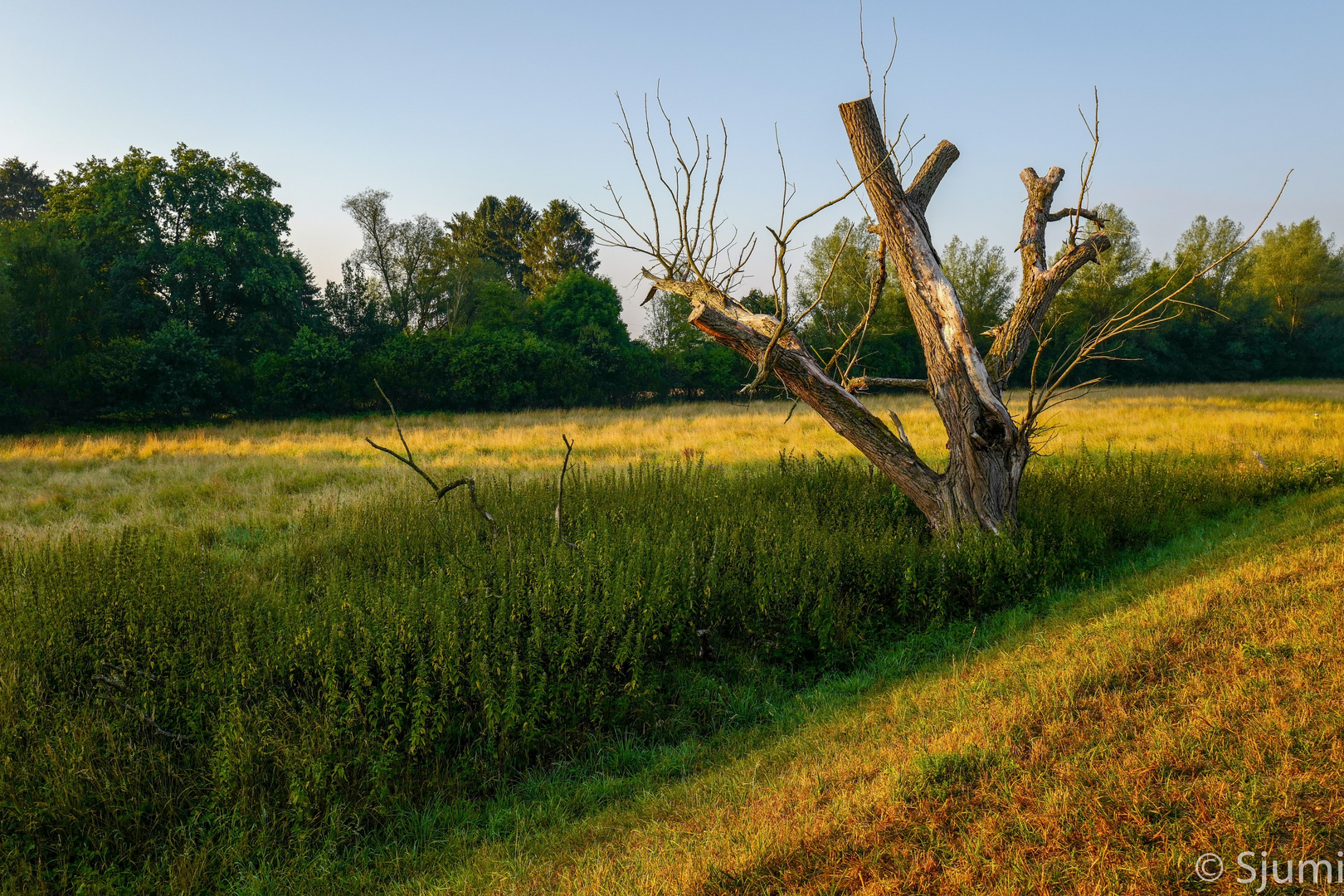 Ein Sommermorgen