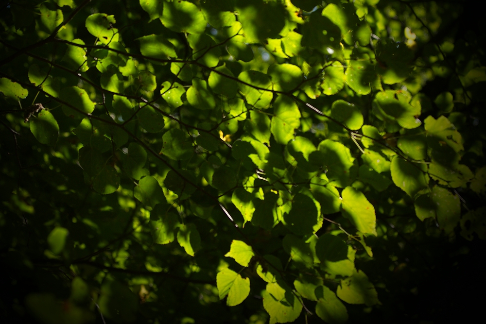 Ein Sommernachtstraum