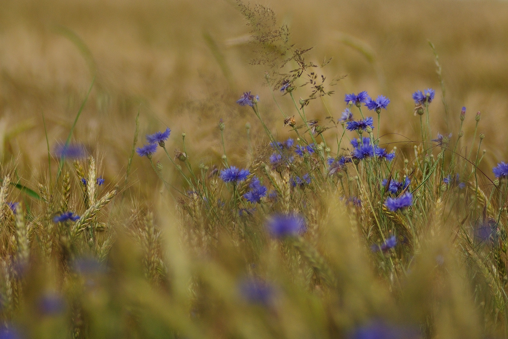 Ein Sommertag 2012