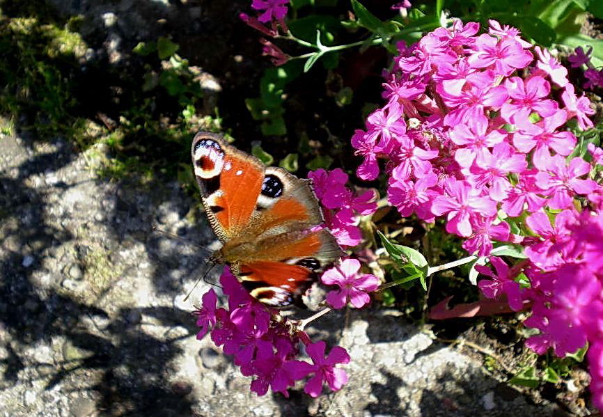 ein Sommertag...