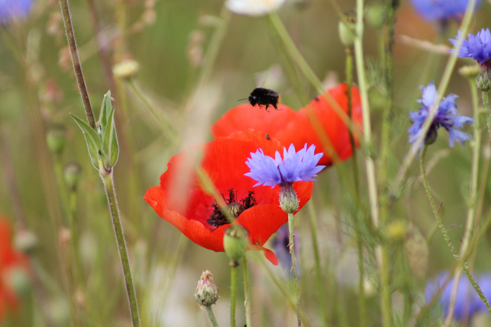 Ein Sommertag