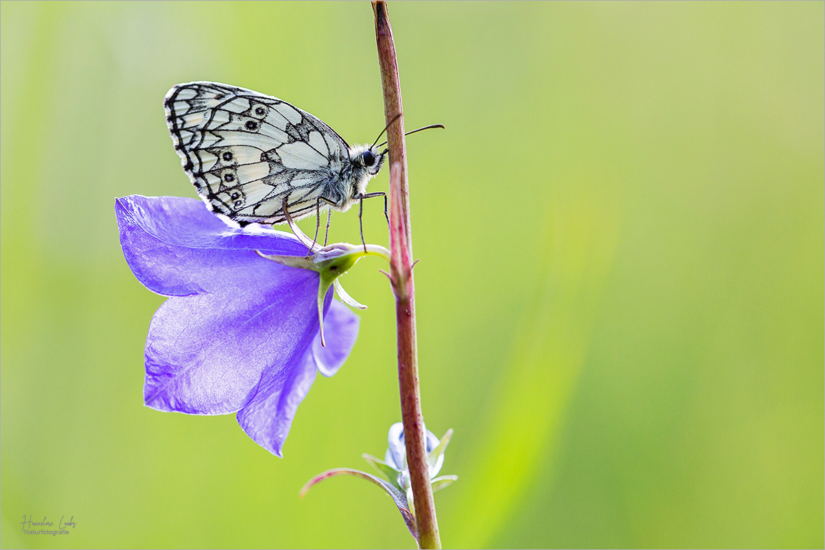 Ein Sommertag