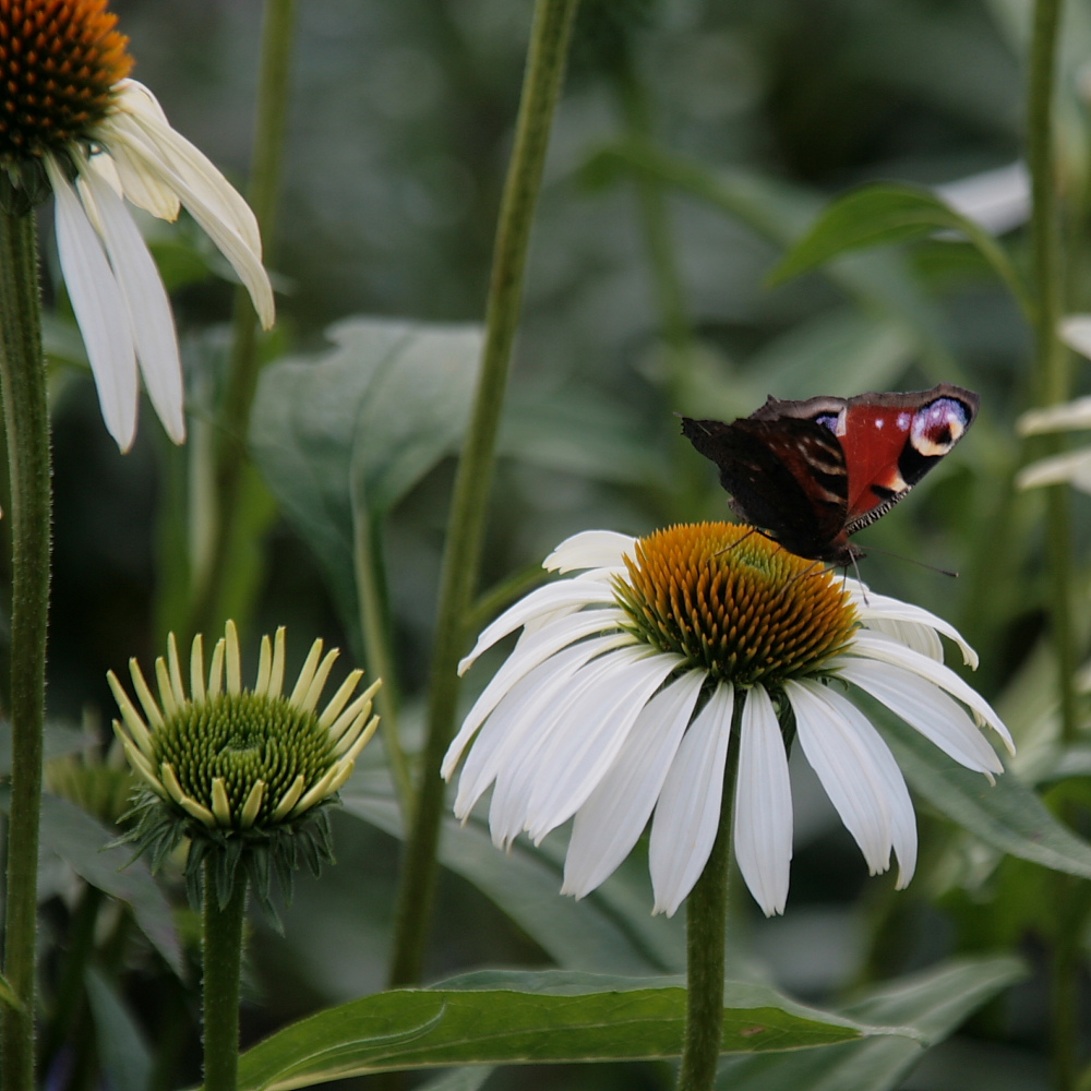 Ein Sommertag