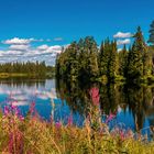 Ein Sommertag am Fluss