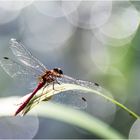 Ein Sommertag am Libellentümpel . . .