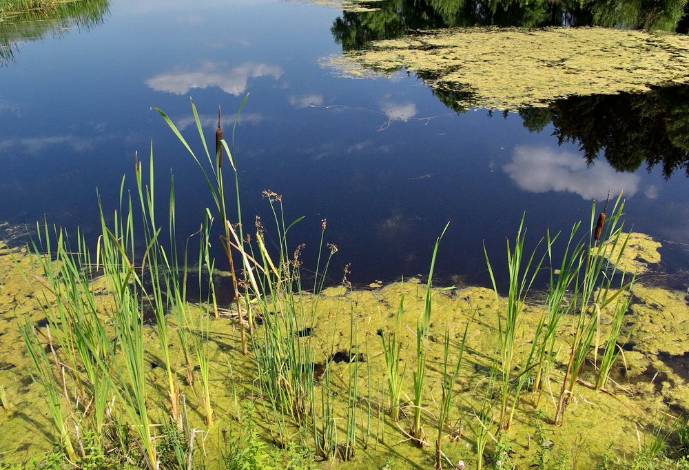 Ein Sommertag am Weiher