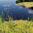 Ein Sommertag am Weiher