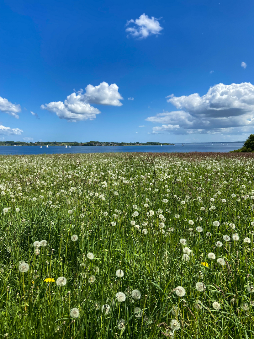 Ein Sommertag an der Förde