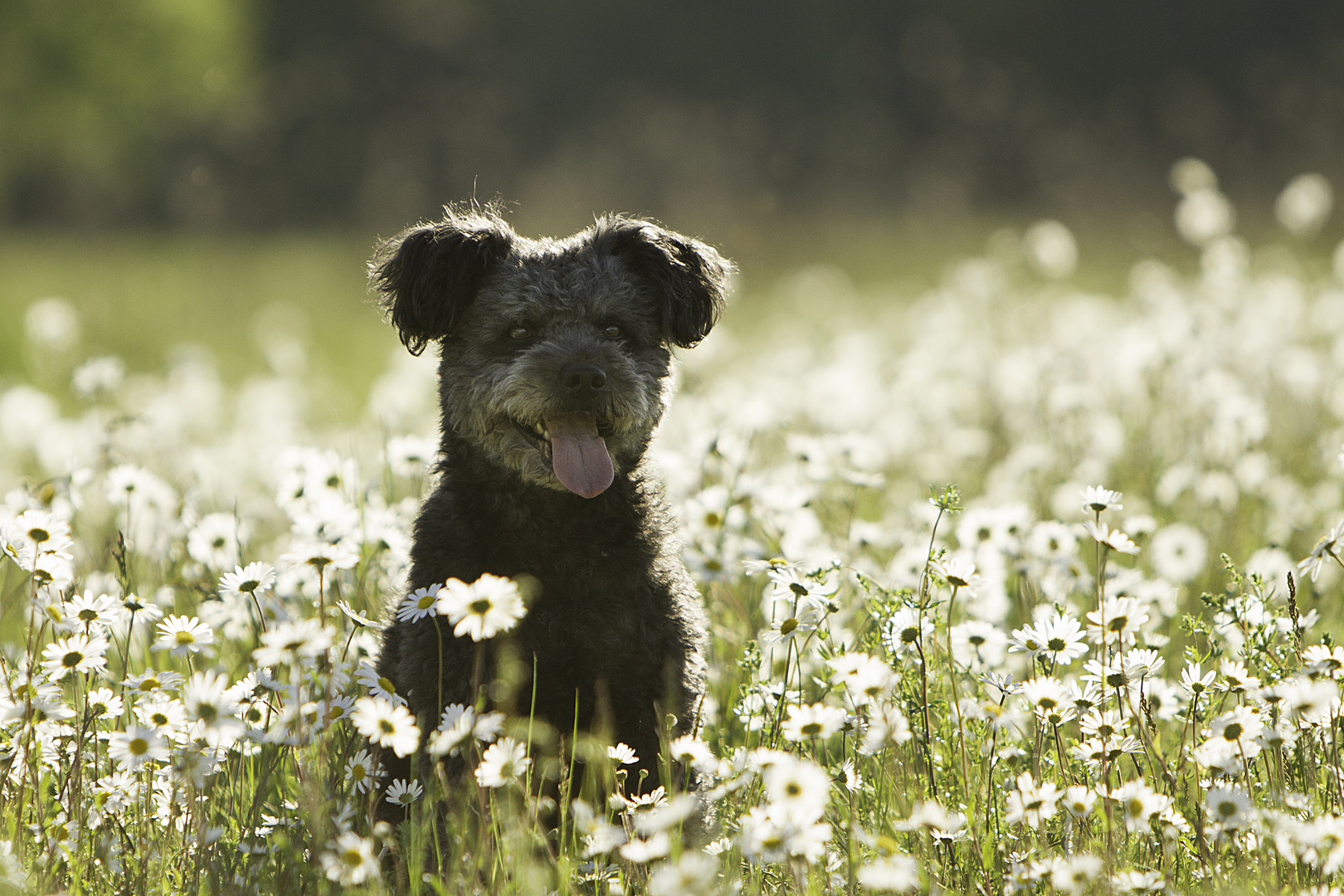 Ein Sommertag