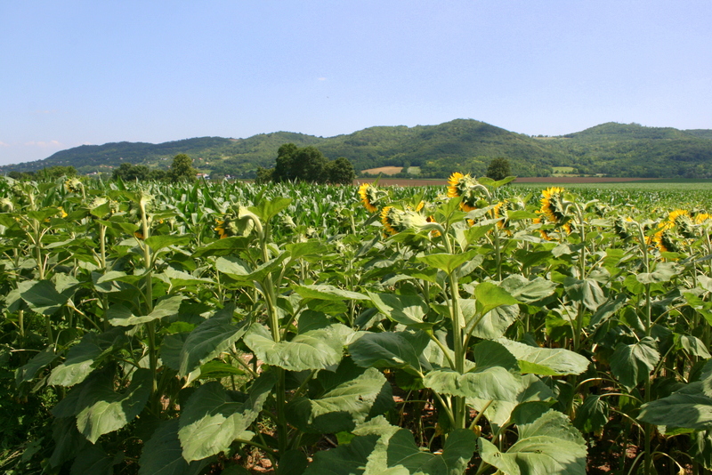 Ein Sommertag bei Sioagard in Ungarn