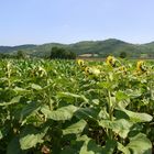 Ein Sommertag bei Sioagard in Ungarn