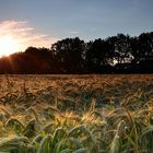 Ein Sommertag geht (leider) zu ende.