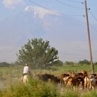 Ein Sommertag im Ararattal