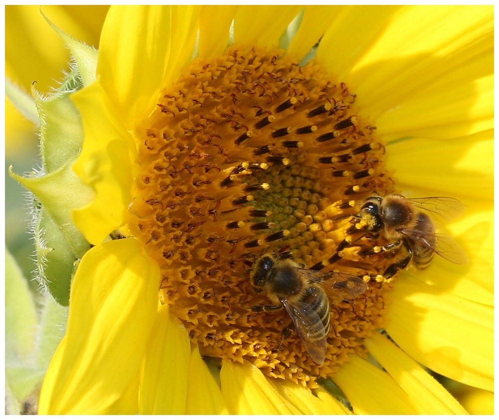 Ein Sommertag im Herbst