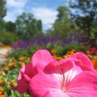 Ein Sommertag im Luisenpark...