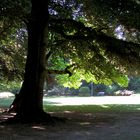 Ein Sommertag im Park