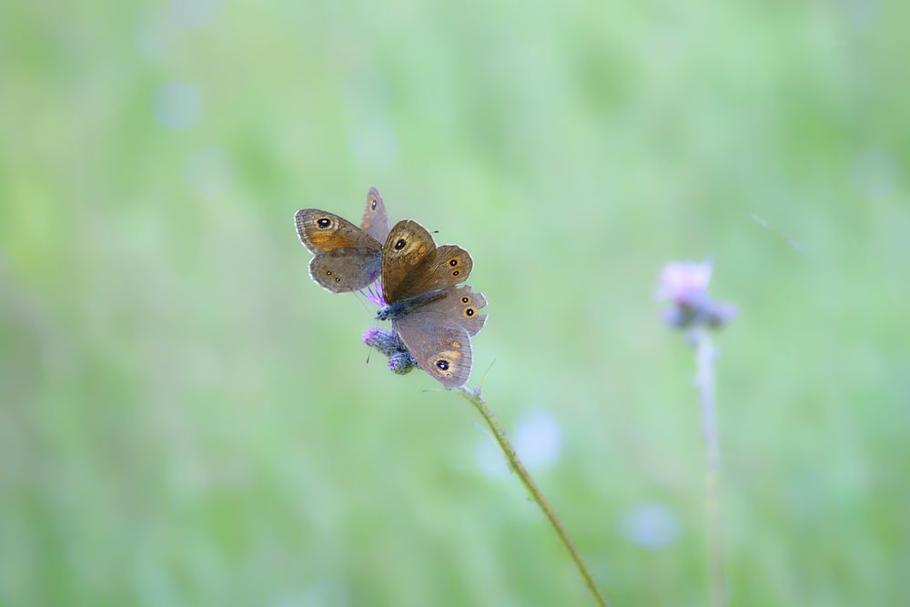 Ein Sommertag im Waldviertel