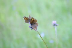 Ein Sommertag im Waldviertel