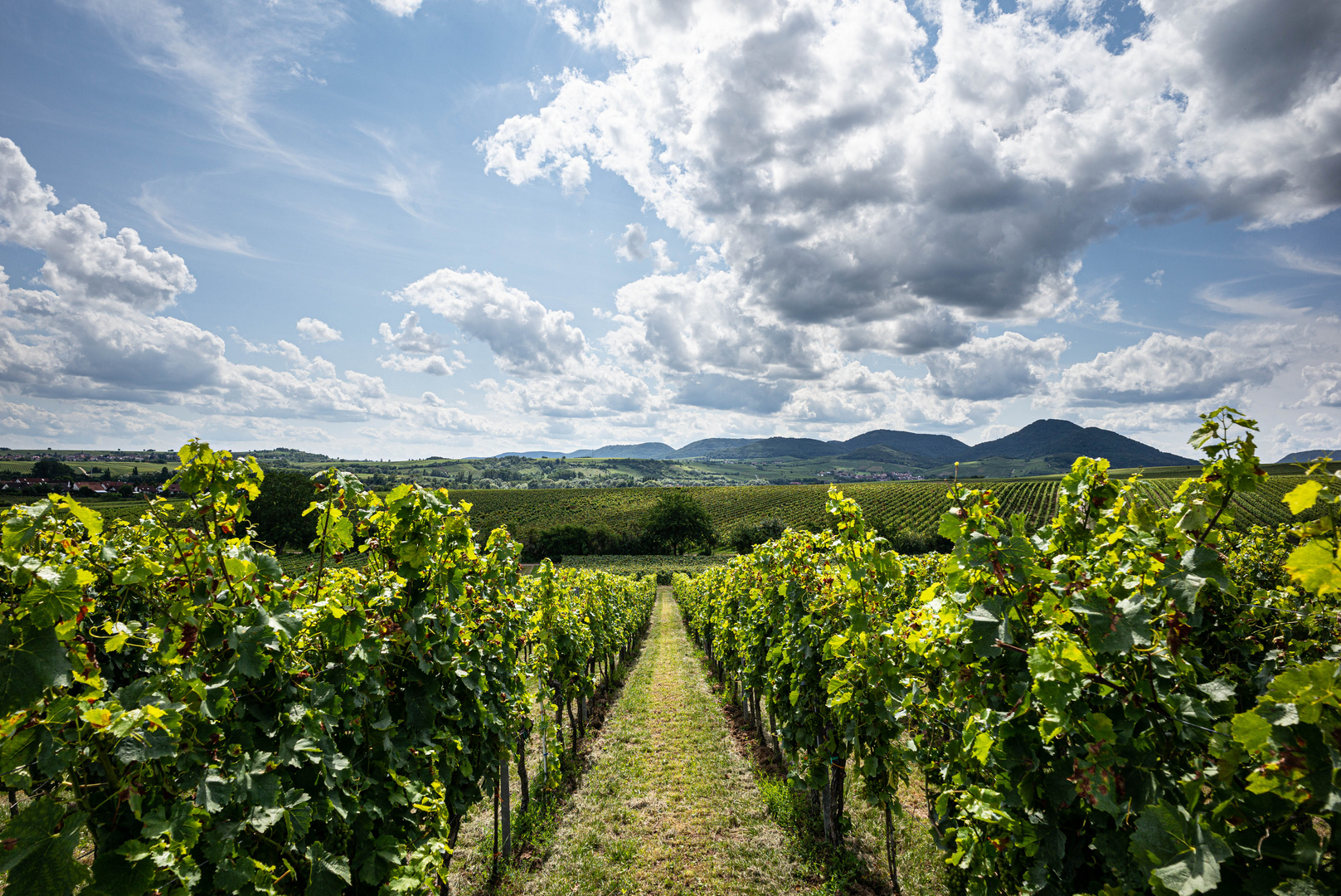 Ein Sommertag im Weinberg 