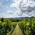 Ein Sommertag im Weinberg 