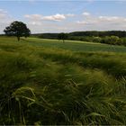 Ein Sommertag in der Eifel