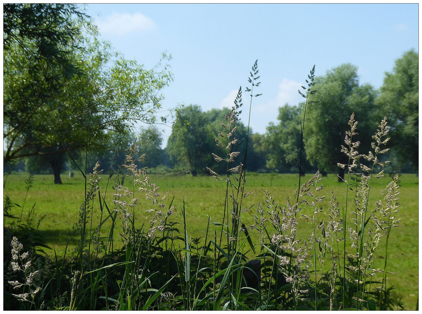 Ein Sommertag in der Natur