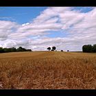 Ein Sommertag in der Pfalz....